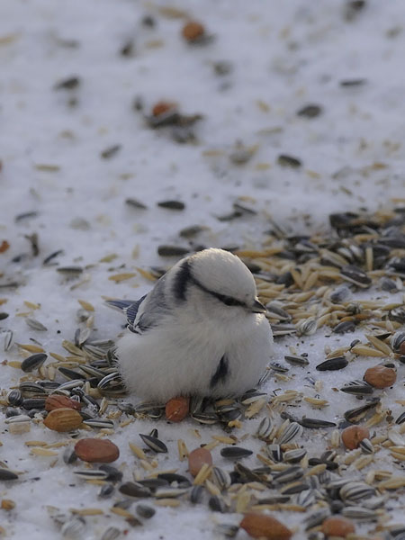 Valkopäätiainen, Azure Tit, Cyanistes cyanus
